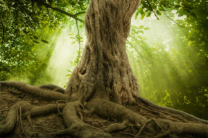 A great tree.