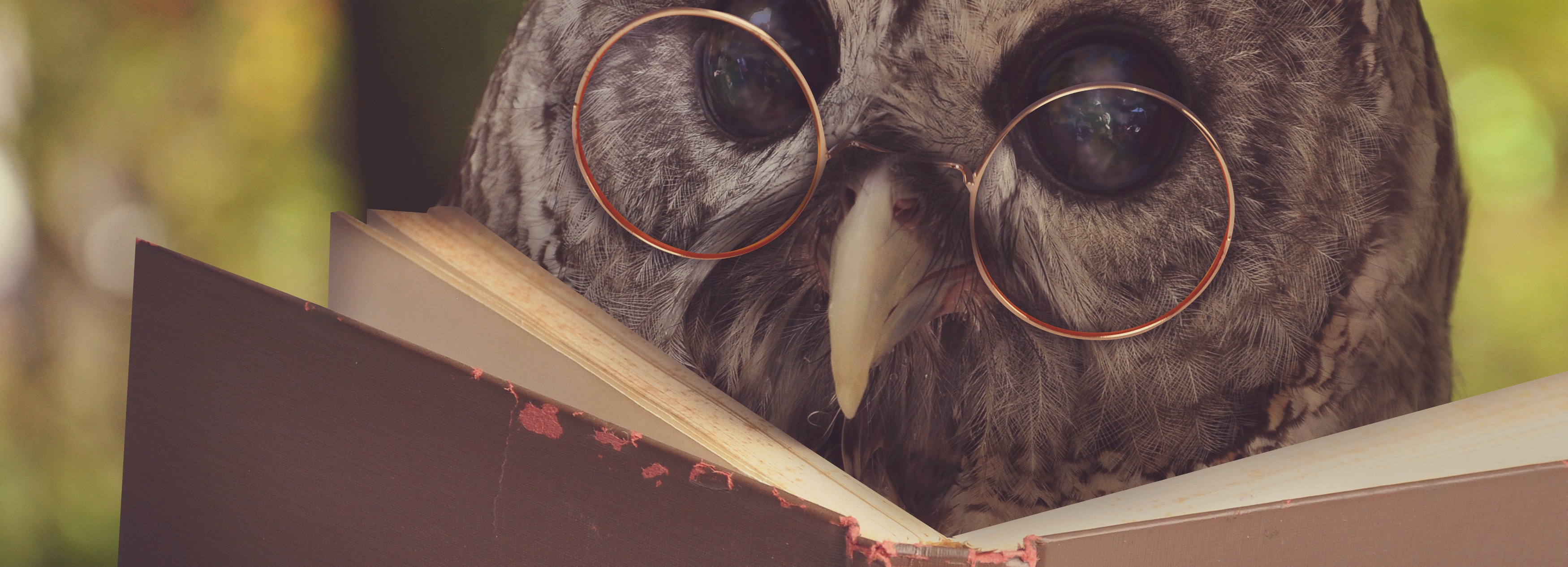 A studious owl